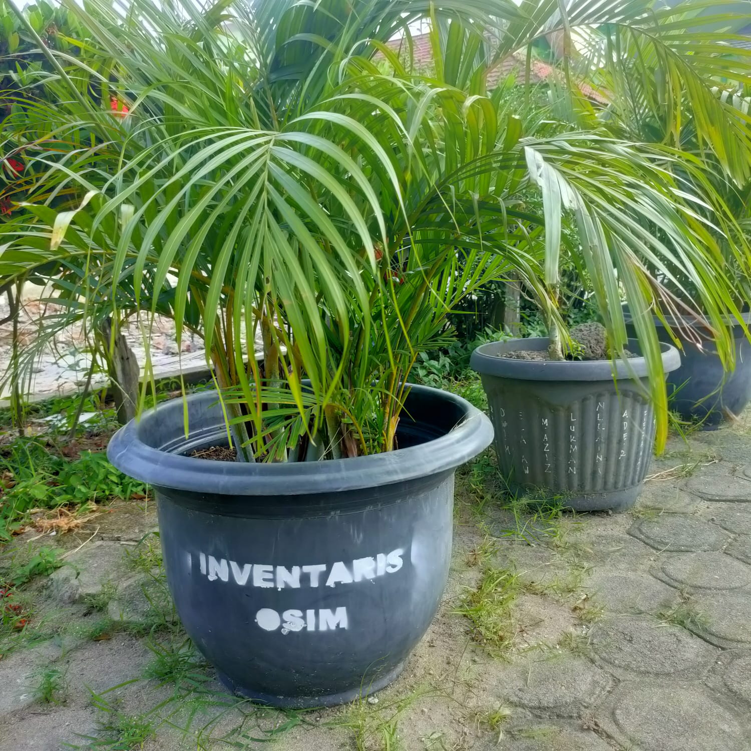 OSIM MAN 2 Kota Jambi Lakukan Peremajaan Tanaman Tabolapot Pasca Libur Semester